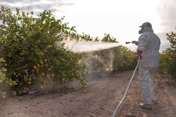 Best Wasp Removal Services  in Coson, OK
