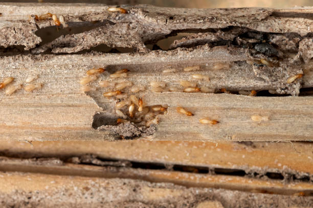 Best Spider Control Near Me  in Coson, OK